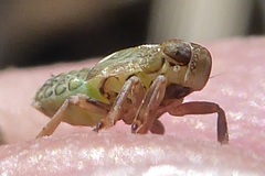 Issus coleoptratus