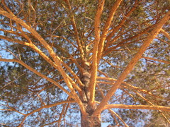 Pinus sylvestris