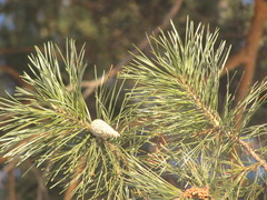 Pinus sylvestris