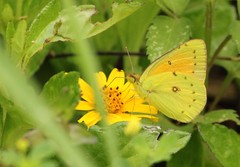 Colias lesbia