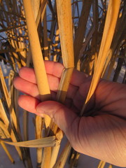 Typha latifolia