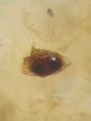 Argyrodes argentatus