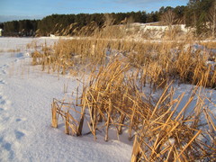 Typha latifolia