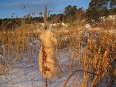 Typha latifolia