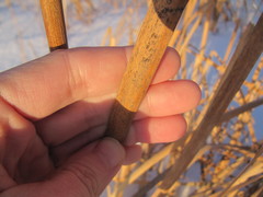 Typha latifolia