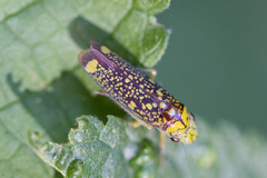 Aulacizes conspersa