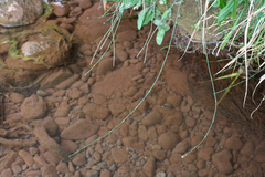 Equisetum ramosissimum image