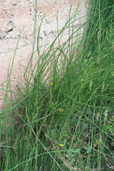 Equisetum ramosissimum image