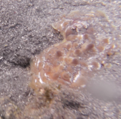 Asteronotus cespitosus