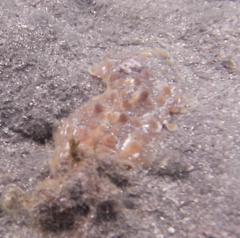 Asteronotus cespitosus