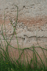 Equisetum ramosissimum var. ramosissimum image