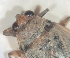 Abedus breviceps