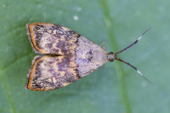 Rhobonda gaurisana