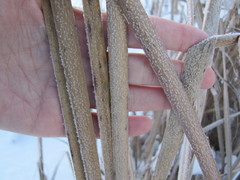 Typha latifolia