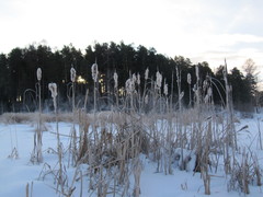 Typha latifolia