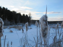 Typha latifolia