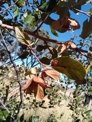 Monotes madagascariensis