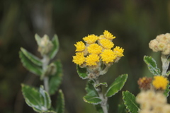 Scrobicaria ilicifolia