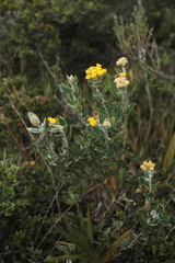 Scrobicaria ilicifolia