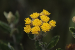 Scrobicaria ilicifolia