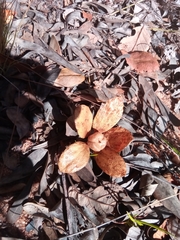 Monotes madagascariensis