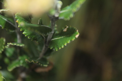 Scrobicaria ilicifolia