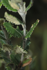 Scrobicaria ilicifolia