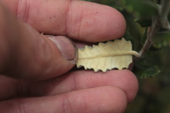 Scrobicaria ilicifolia