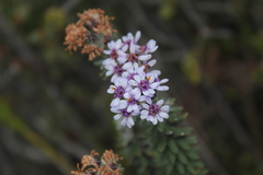 Linochilus phylicoides