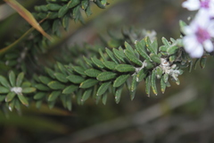 Linochilus phylicoides