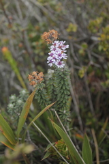 Linochilus phylicoides