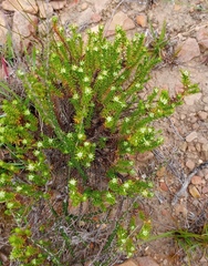 Helichrysum asperum glabrum
