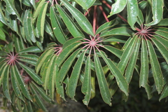 Sciodaphyllum bogotense