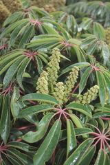 Sciodaphyllum bogotense