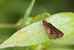 Cymaenes odilia