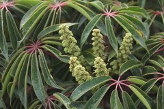 Sciodaphyllum bogotense