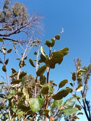 Monotes madagascariensis