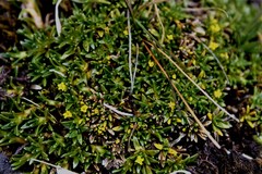 Valeriana aretioides