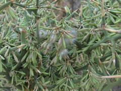 Hualania colletioides