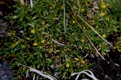 Valeriana aretioides