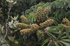 Sciodaphyllum bogotense