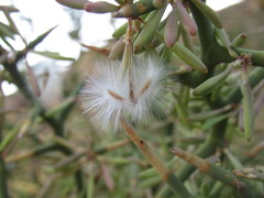 Hualania colletioides