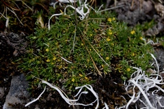 Valeriana aretioides