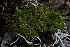 Valeriana aretioides