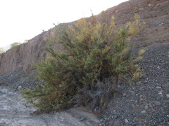 Hualania colletioides