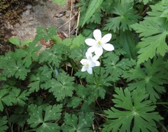 Anemonastrum flaccidum