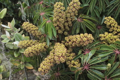 Sciodaphyllum bogotense