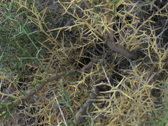 Hualania colletioides