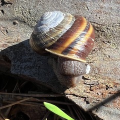 Helminthoglypta dupetithouarsi