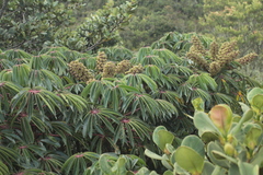 Sciodaphyllum bogotense